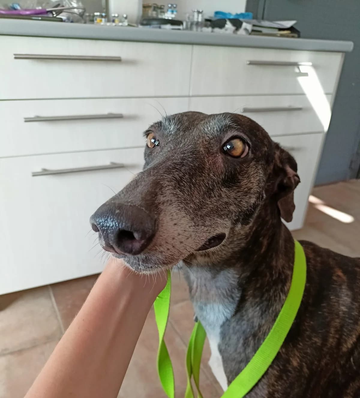 Delaila, Galgo Español (Galgos del Sur)