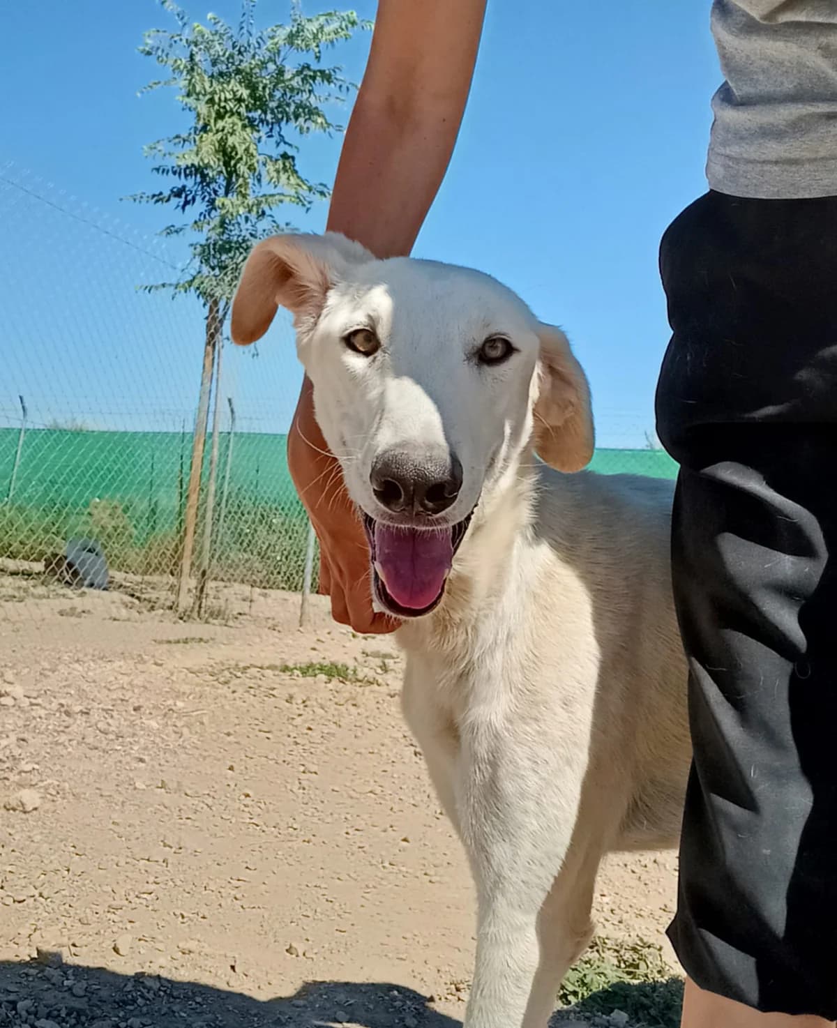 Adriel, Galgo Español (Galgos del Sur)