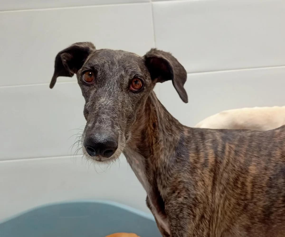 Tigressa, Galgo Español (Galgos del Sur)