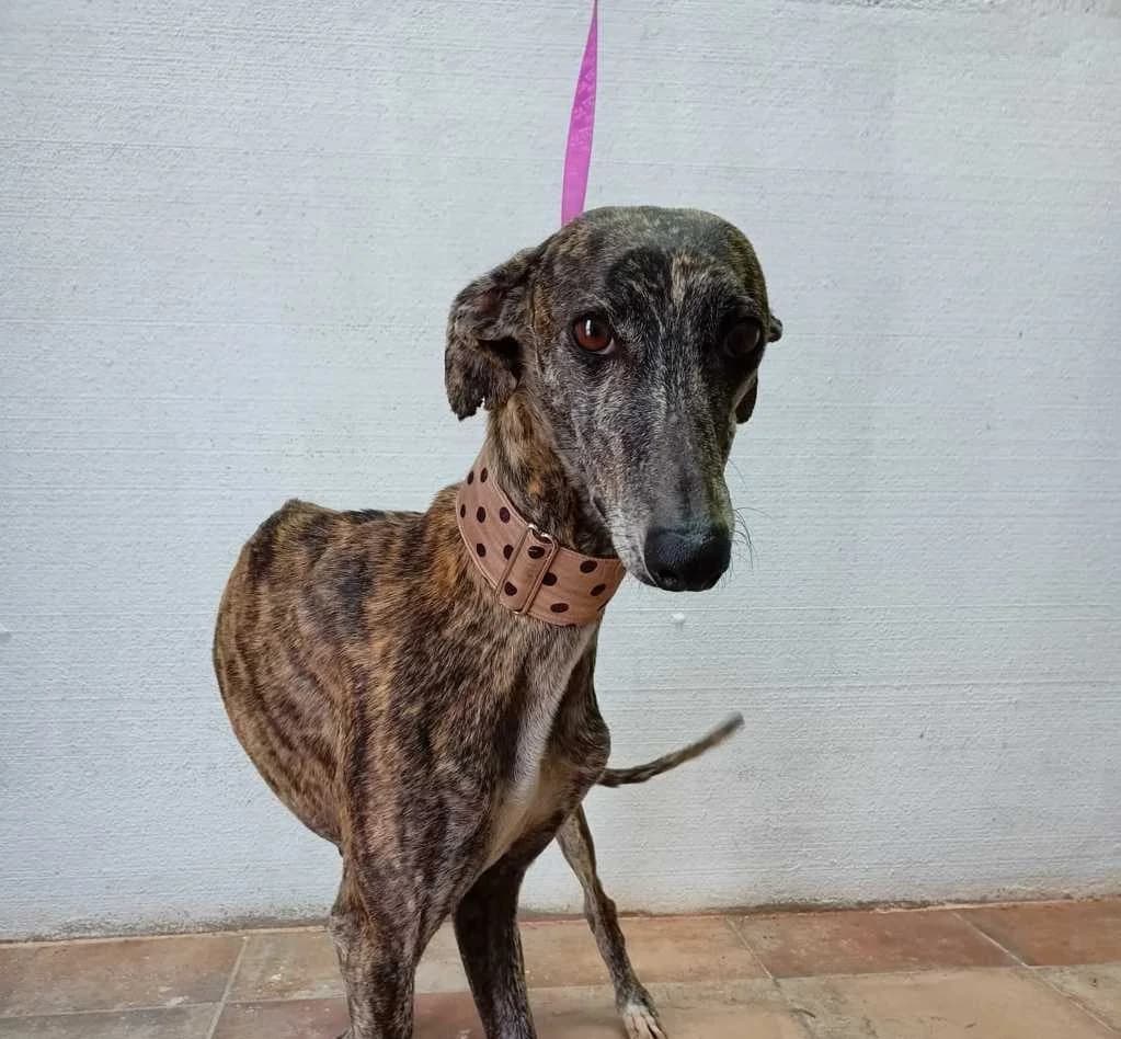 Ronda, Galgo Español (Galgos del Sur)