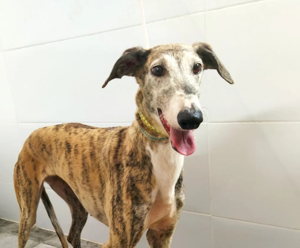Siwa, Galgo Español (Galgos del Sur)