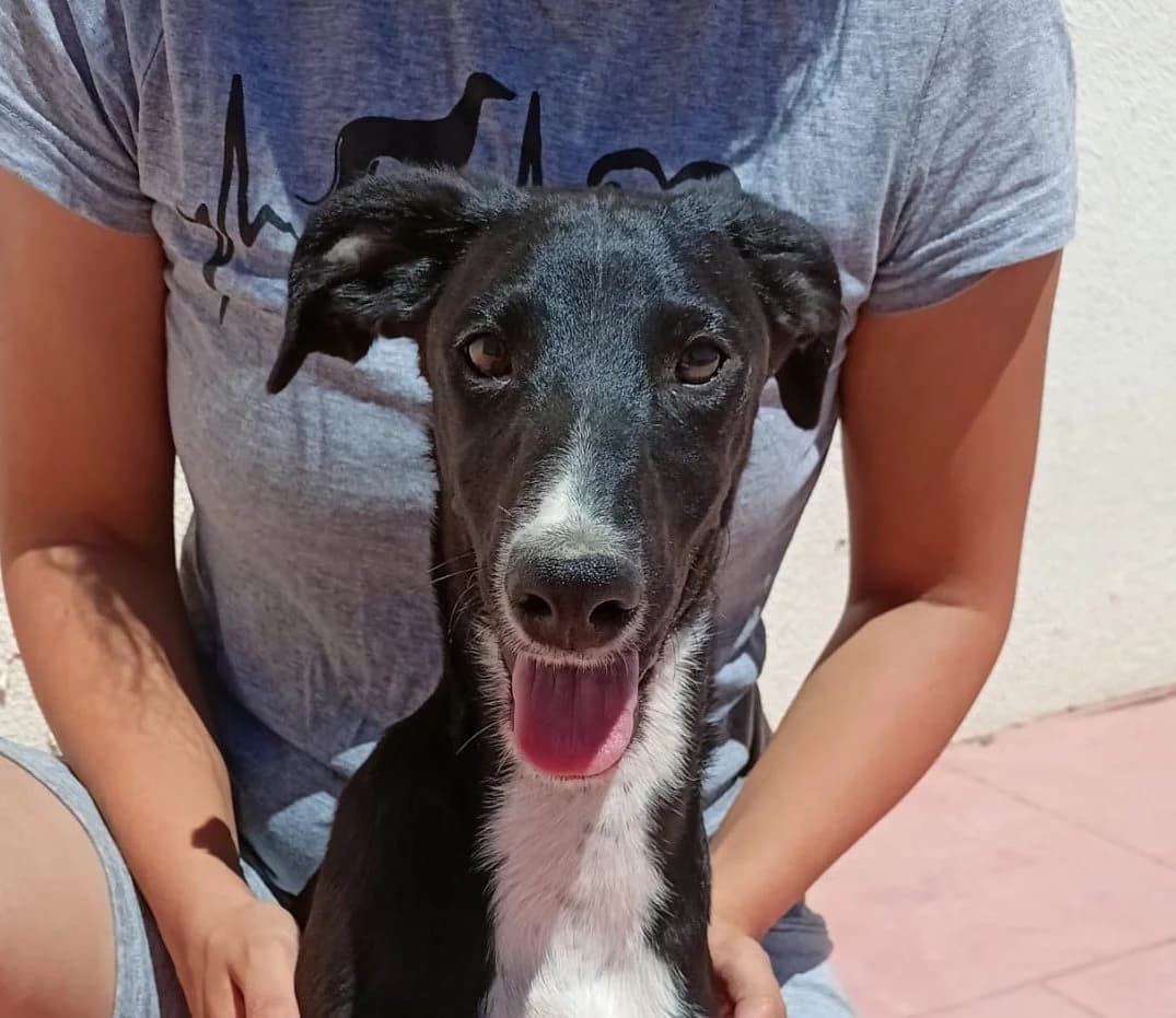 Petancas, Galgo Español (Galgos del Sur)