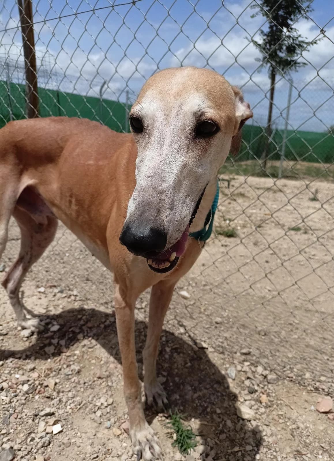 Kaleb, Galgo Español (Galgos del Sur)