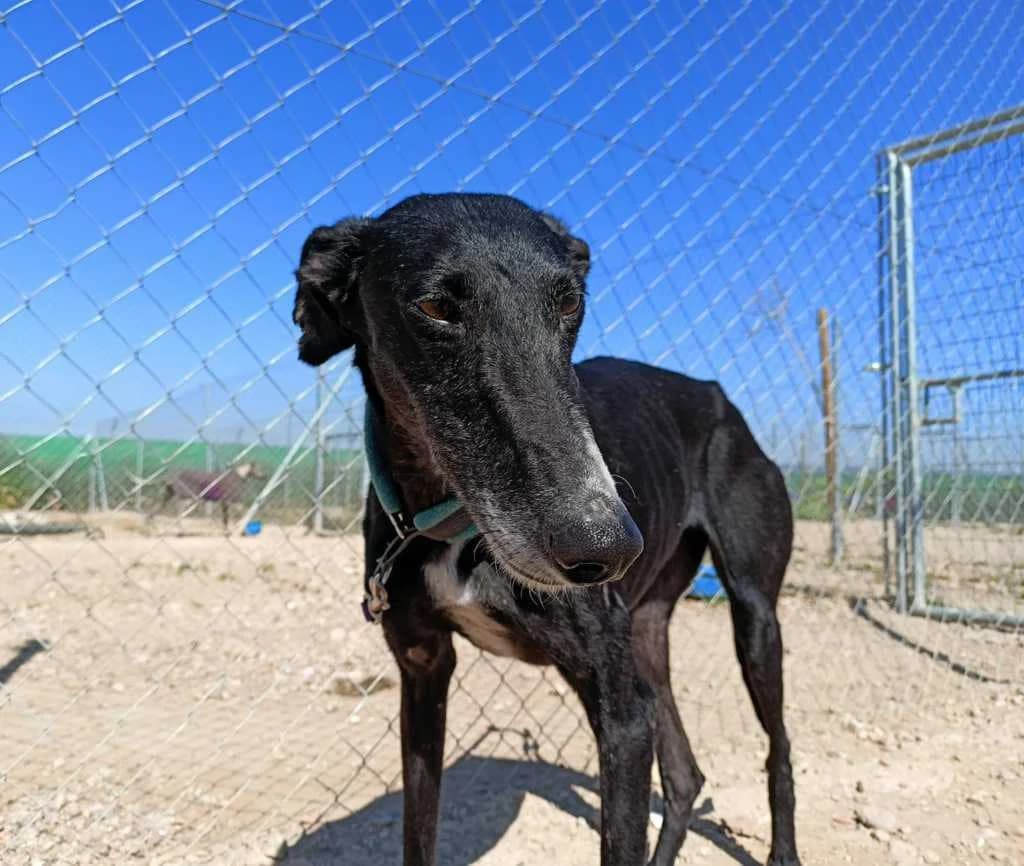 Plata, Galgo Español (Galgos del Sur)