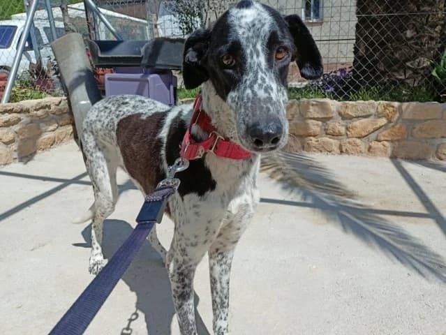 Nectarina, Galgo Español (Galgos del Sur)