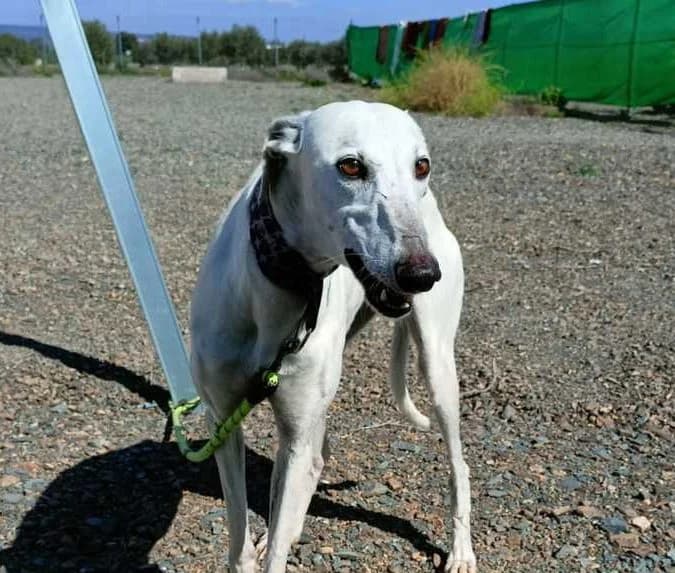 Kamala, Galgo Español (Galgos del Sur)