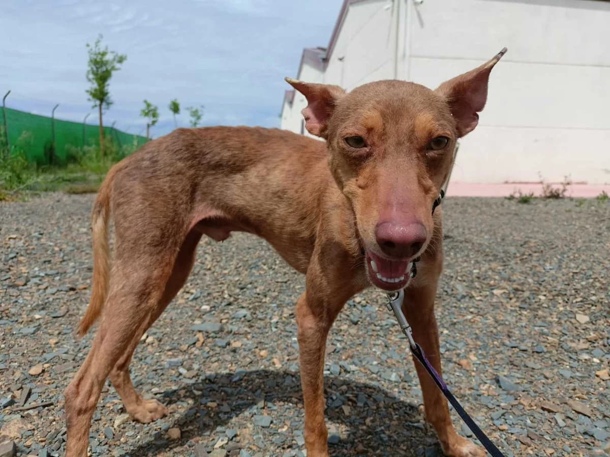 Jay, Galgo Español (Galgos del Sur)