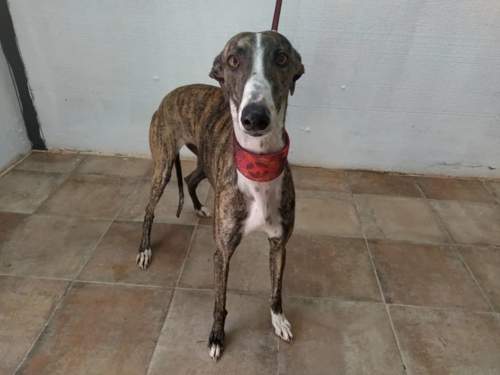 Sephora, Galgo Español (Galgos del Sur)