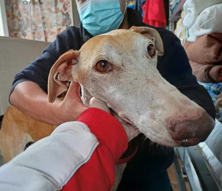 Bell, Galgo Español (Galgos del Sur)
