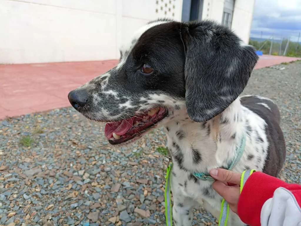 Avo, Galgo Español (Galgos del Sur)