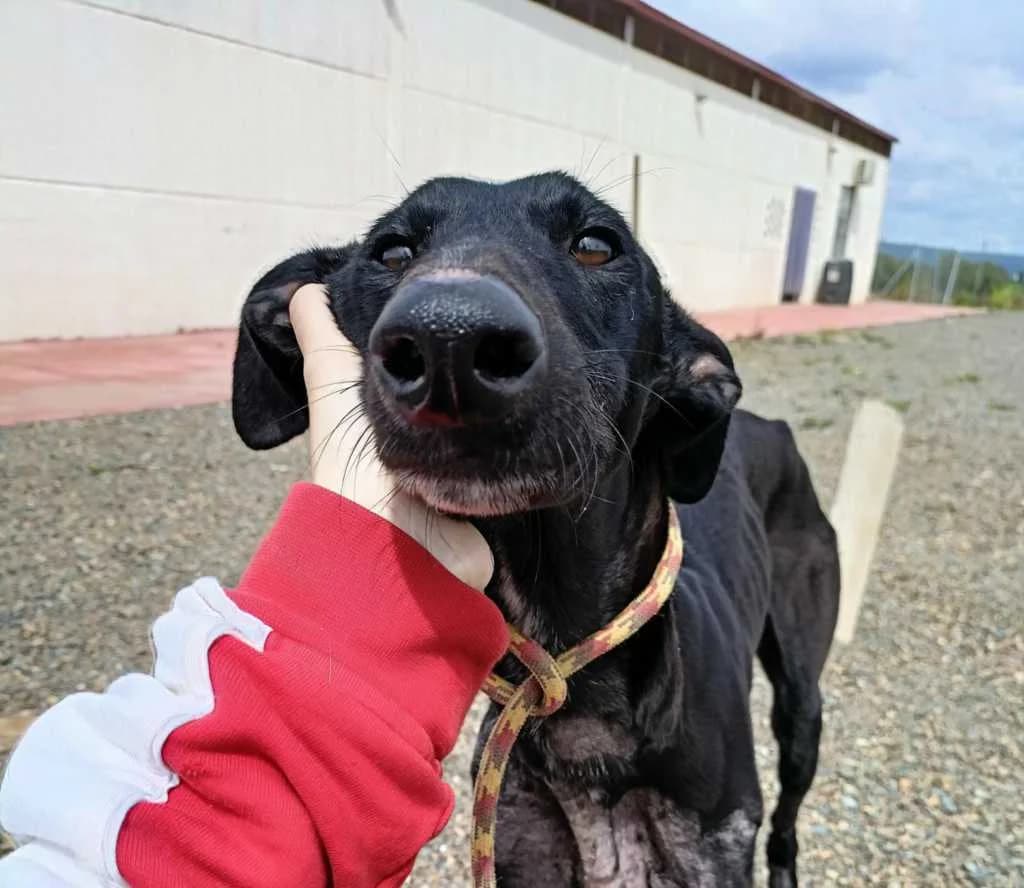 Reiter, Galgo Español (Galgos del Sur)