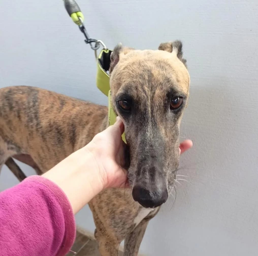 Moss, Galgo Español (Galgos del Sur)