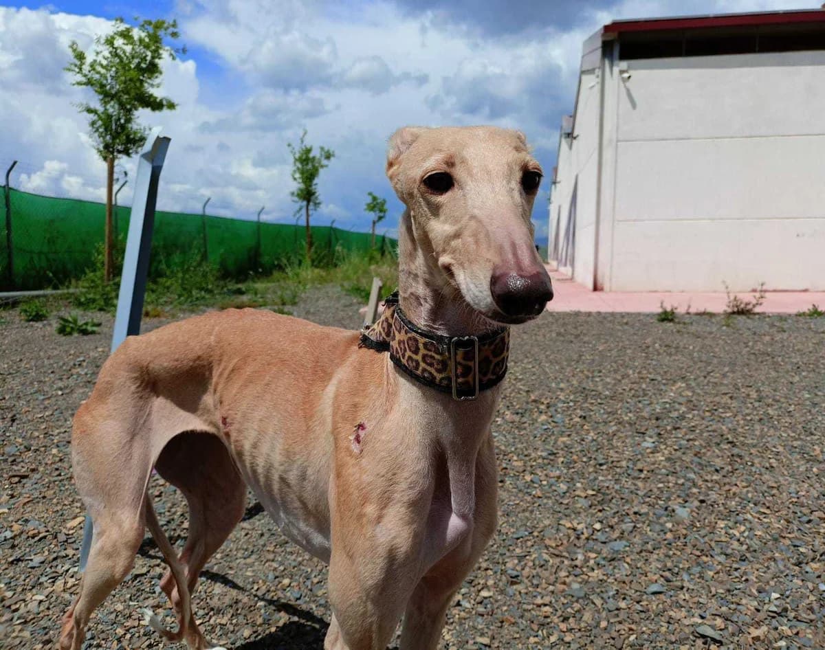 Shu, Galgo Español (Galgos del Sur)