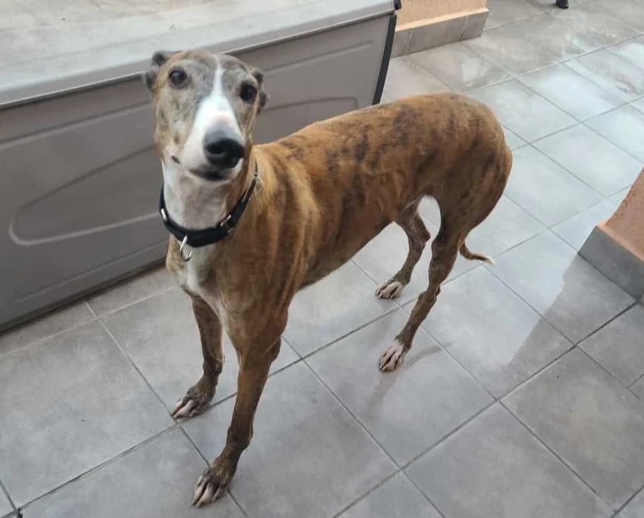Lucho, Galgo Español (Galgos del Sur)