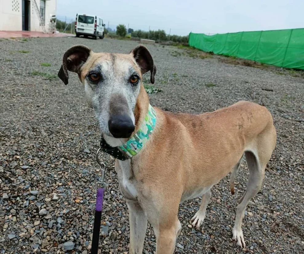 Milord, Galgo Español (Galgos del Sur)