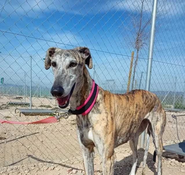Merle, Galgo Español (Galgos del Sur)