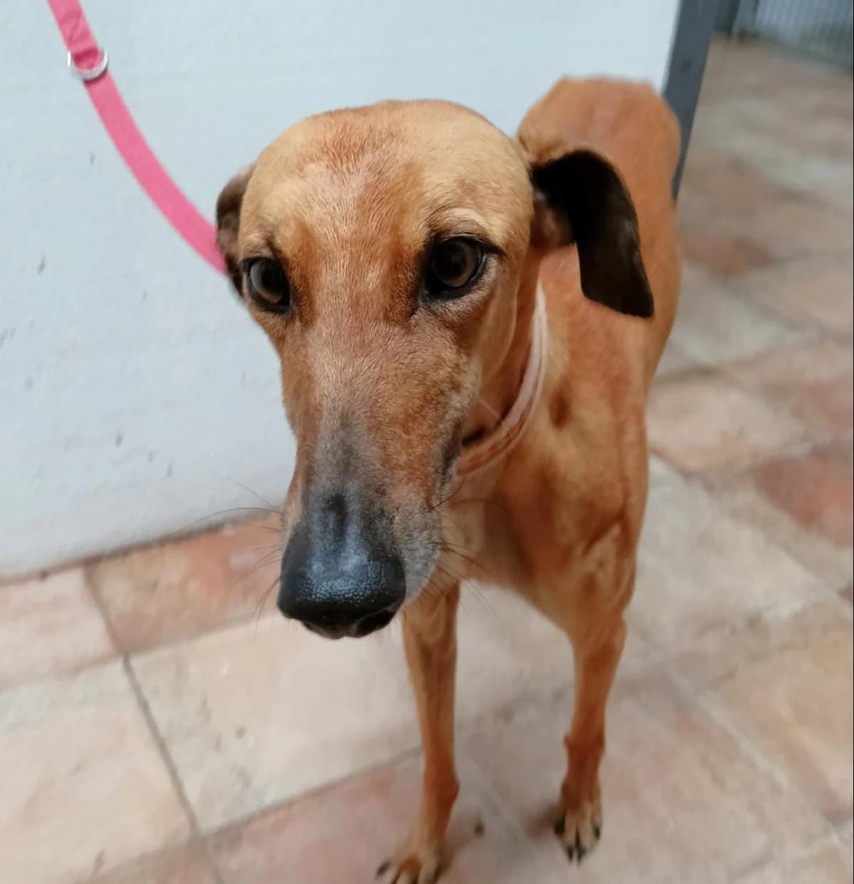 Boomer, Galgo Español (Galgos del Sur)