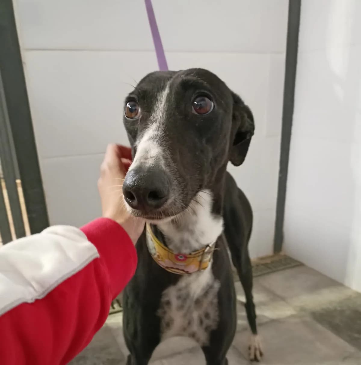 Hubba, Galgo Español (Galgos del Sur)