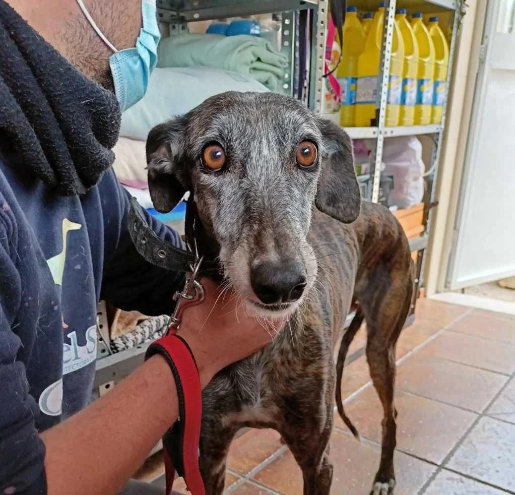 Tanae, Galgo Español (Galgos del Sur)
