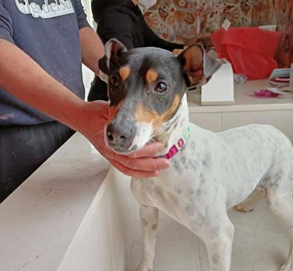 Ptan, Galgo Español (Galgos del Sur)