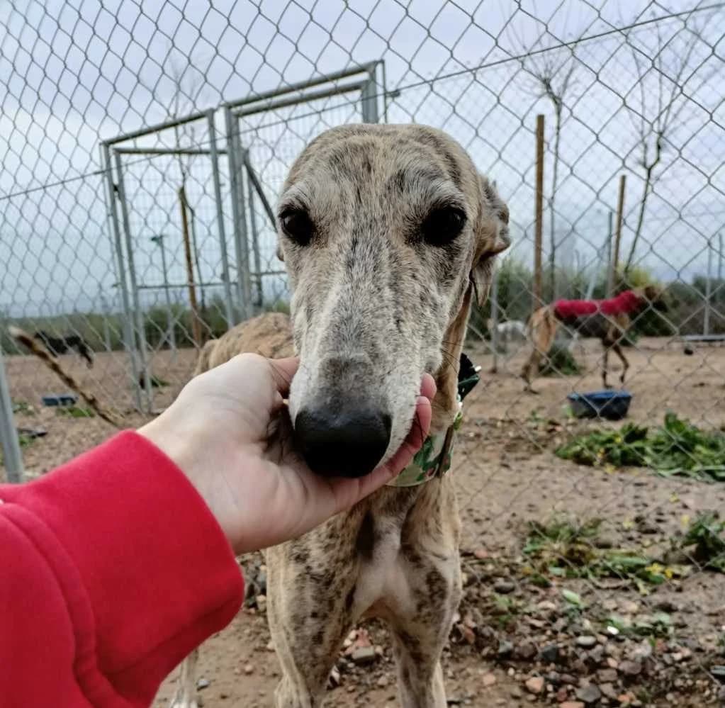 Niza, Galgo Español (Galgos del Sur)
