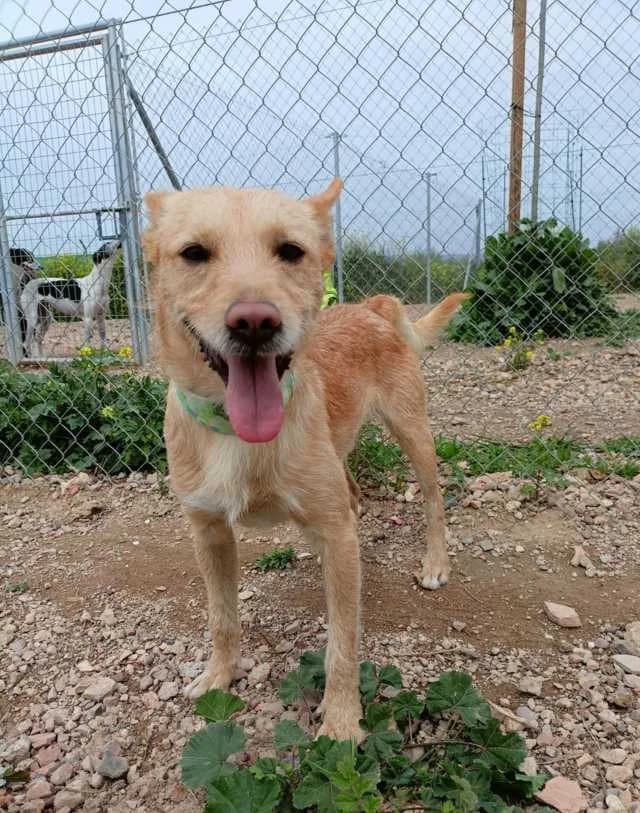 Matt, Galgo Español (Galgos del Sur)