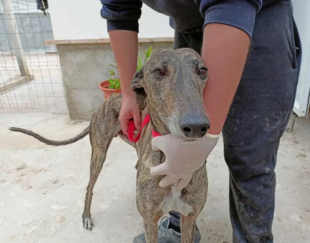 Nasus, Galgo Español (Galgos del Sur)