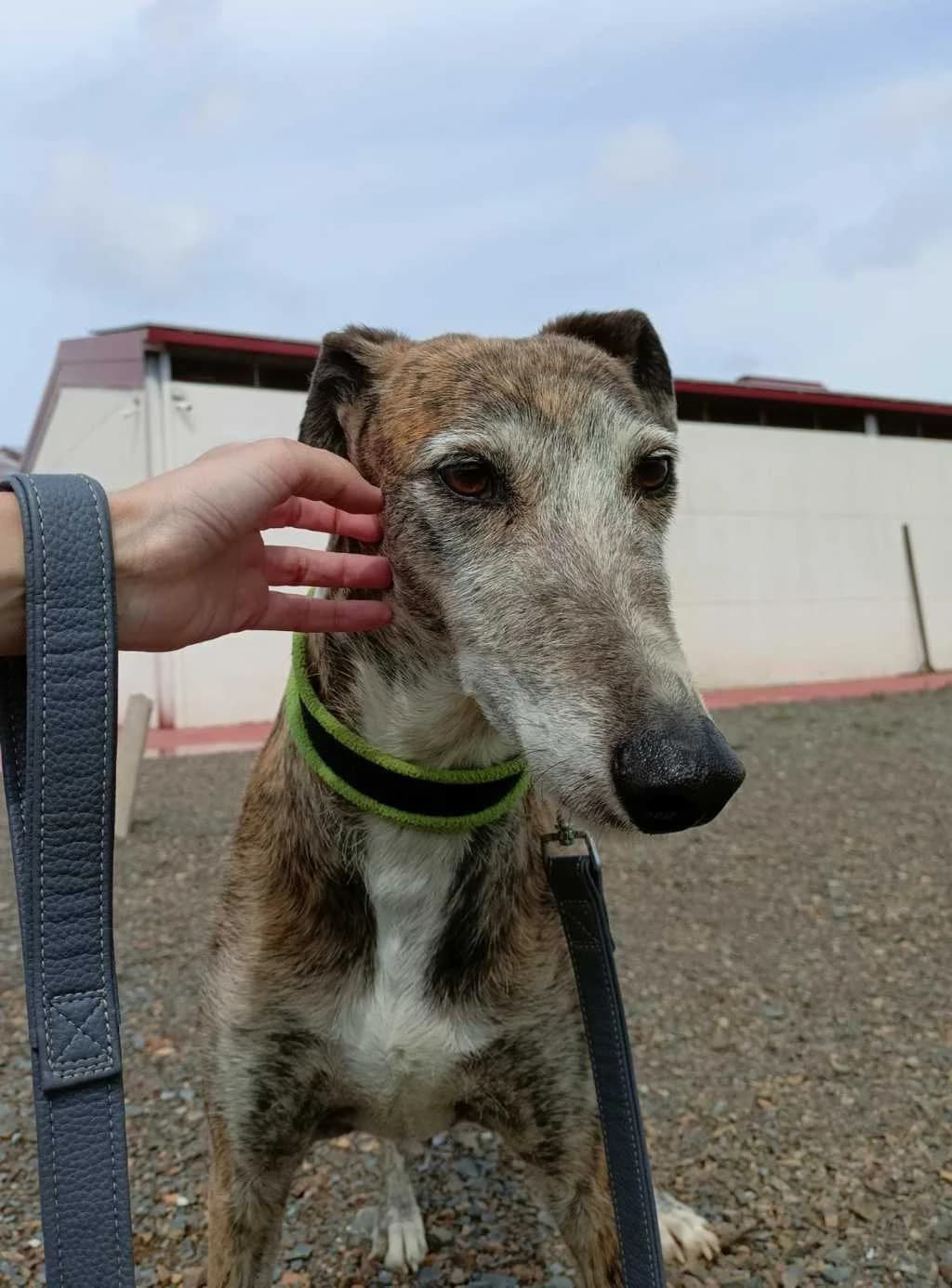 Meissa, Galgo Español (Galgos del Sur)
