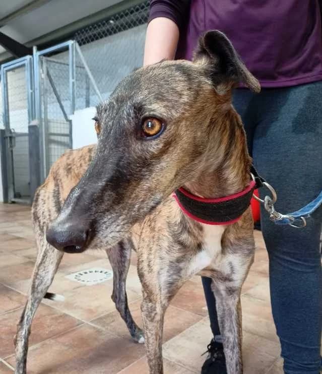 Otto, Galgo Español (Galgos del Sur)