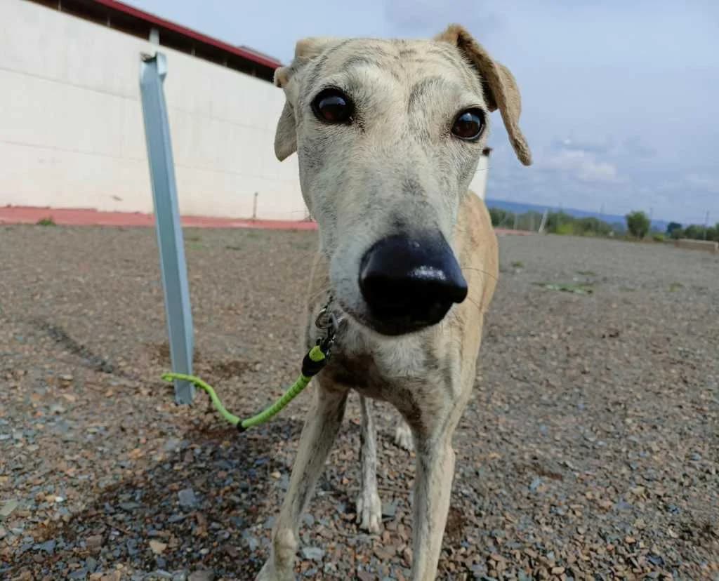 Nashira, Galgo Español (Galgos del Sur)