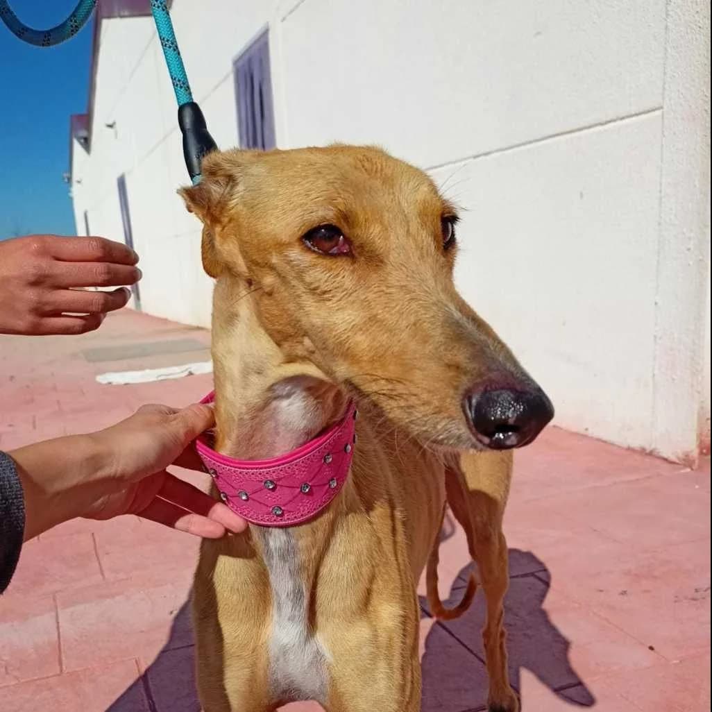 Duffy, Galgo Español (Galgos del Sur)