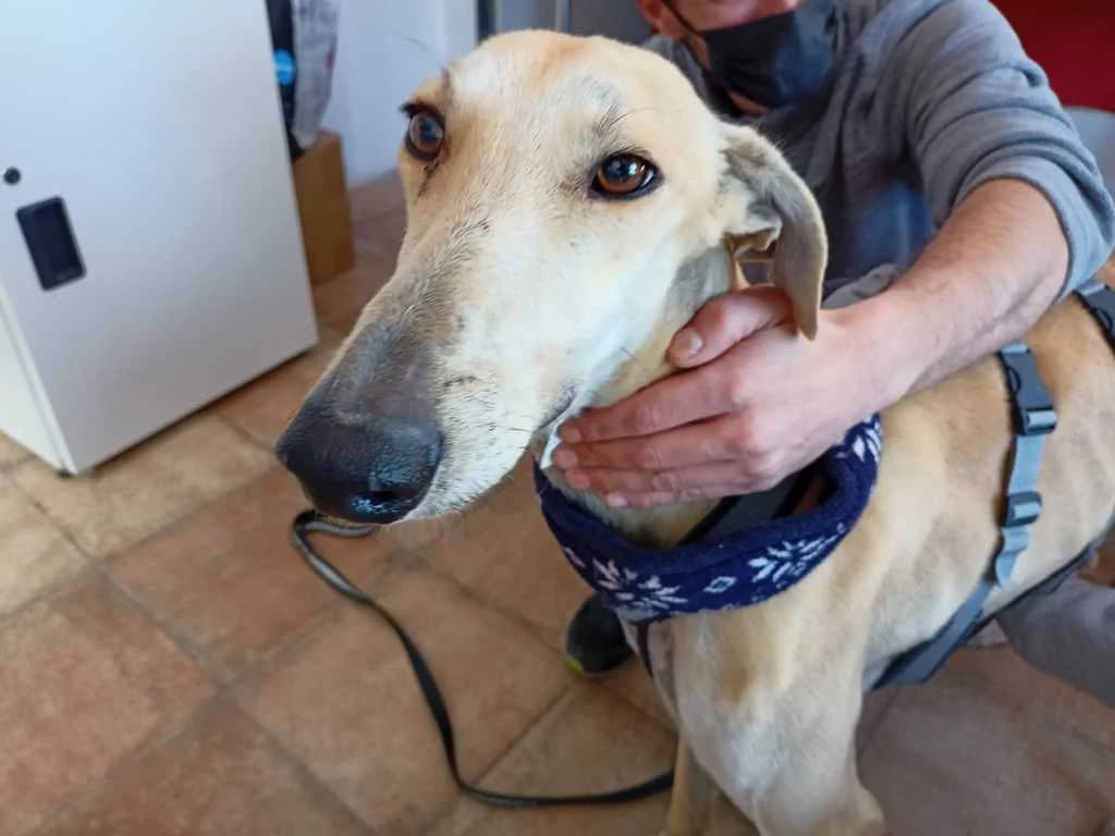 Lío, Galgo Español (Galgos del Sur)