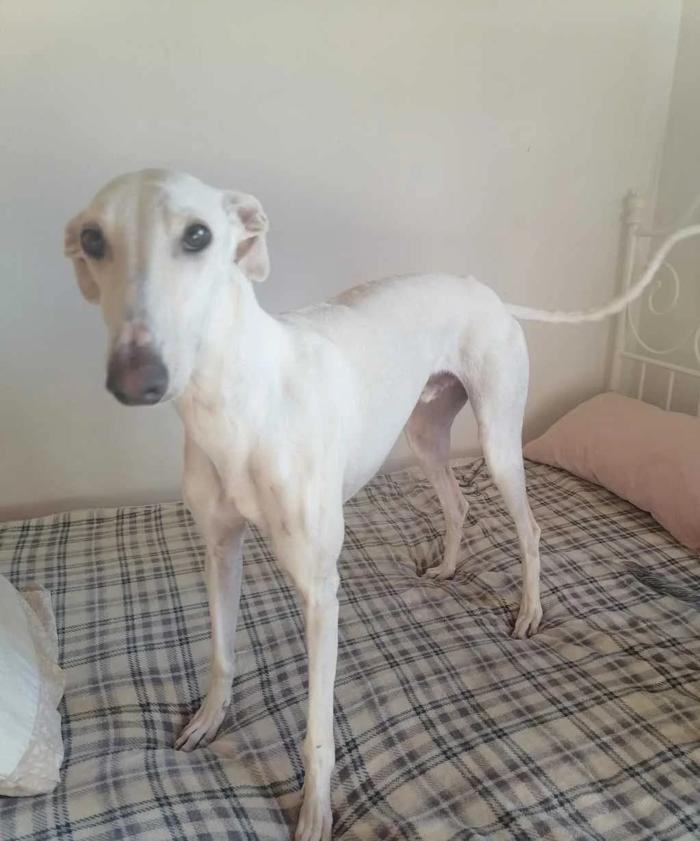 Arán, Galgo Español (Galgos del Sur)