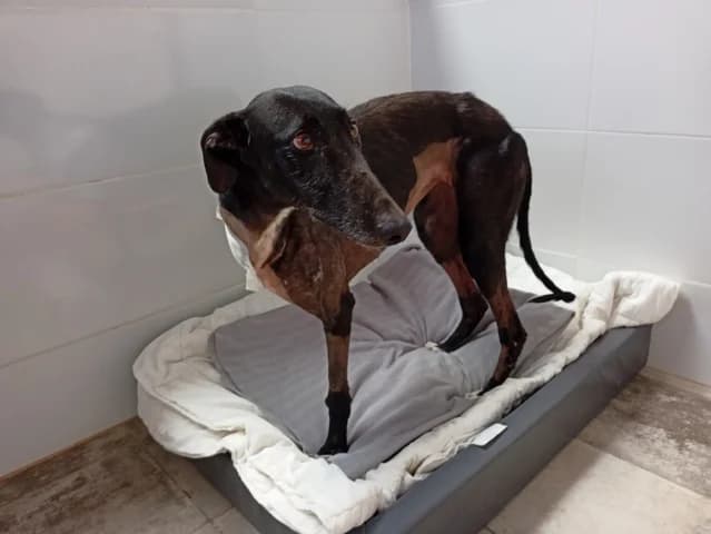 Celia, Galgo Español (Galgos del Sur)