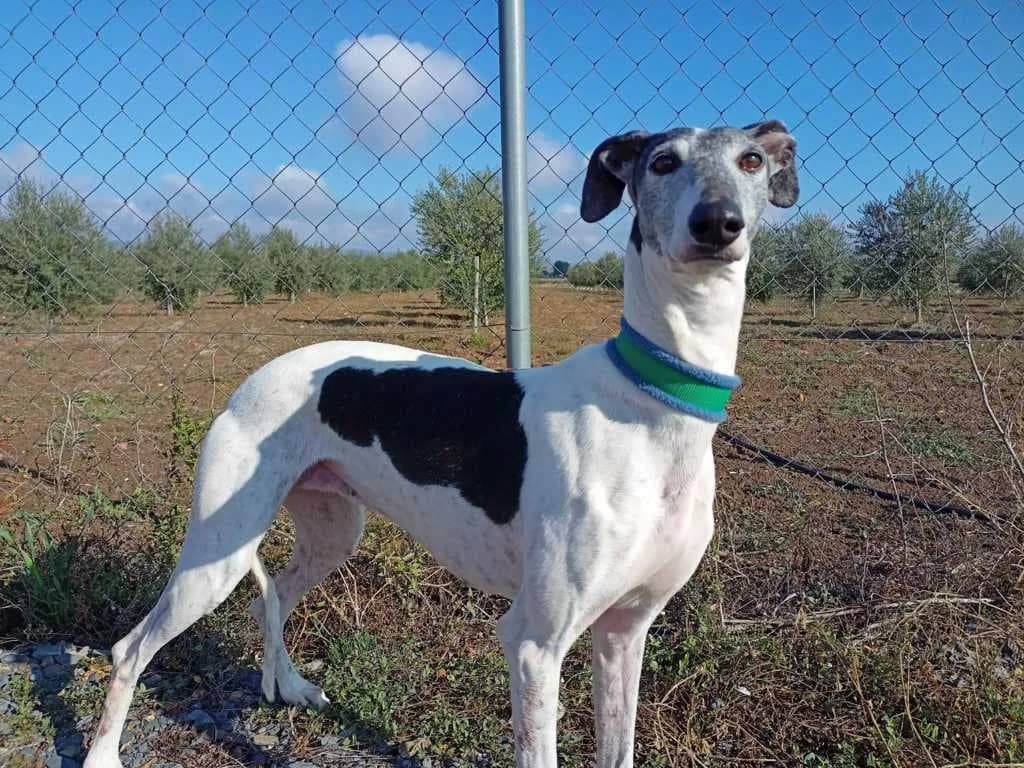 Zulma, Galgo Español (Galgos del Sur)