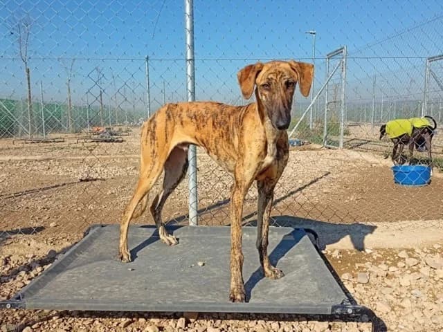 Saigu, Galgo Español (Galgos del Sur)