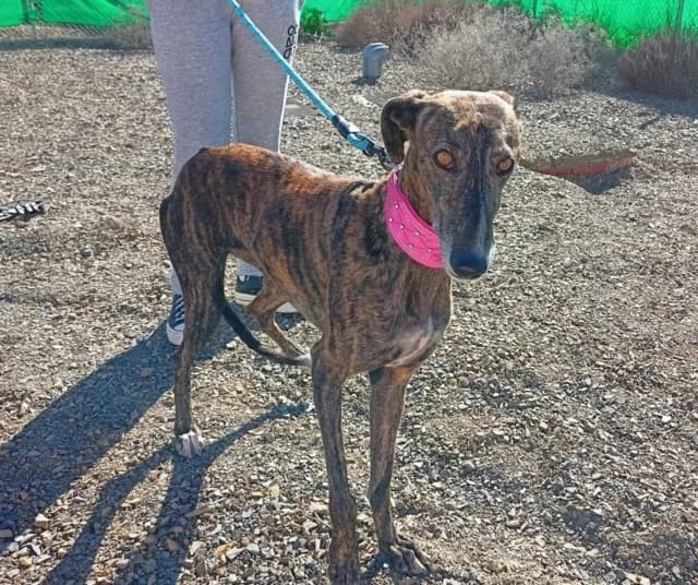 Resi, Galgo Español (Galgos del Sur)