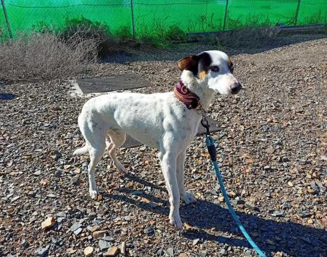Paxuli, Galgo Español (Galgos del Sur)
