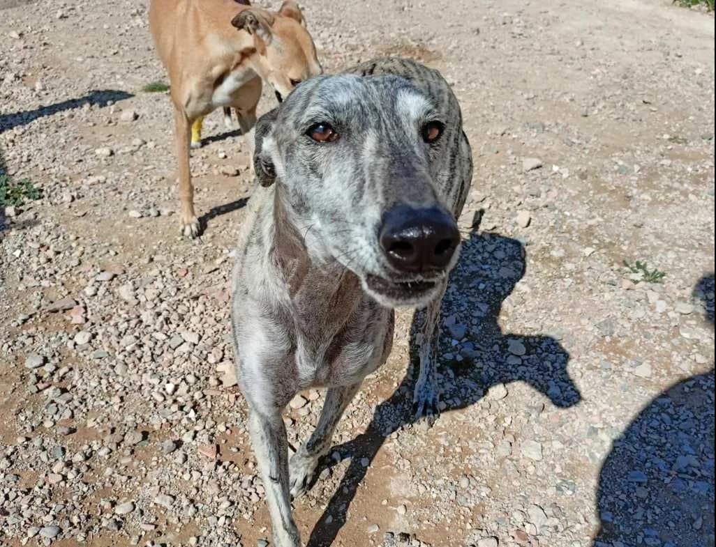 Lucía, Galgo Español (Galgos del Sur)