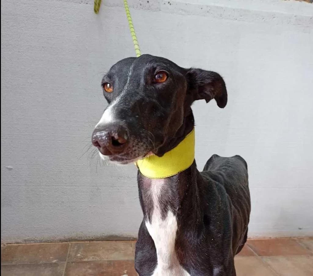 Lotus, Galgo Español (Galgos del Sur)