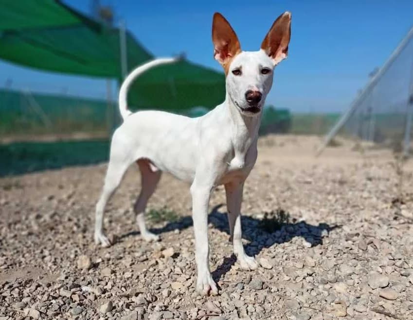 Alhelí, Galgo Español (Galgos del Sur)