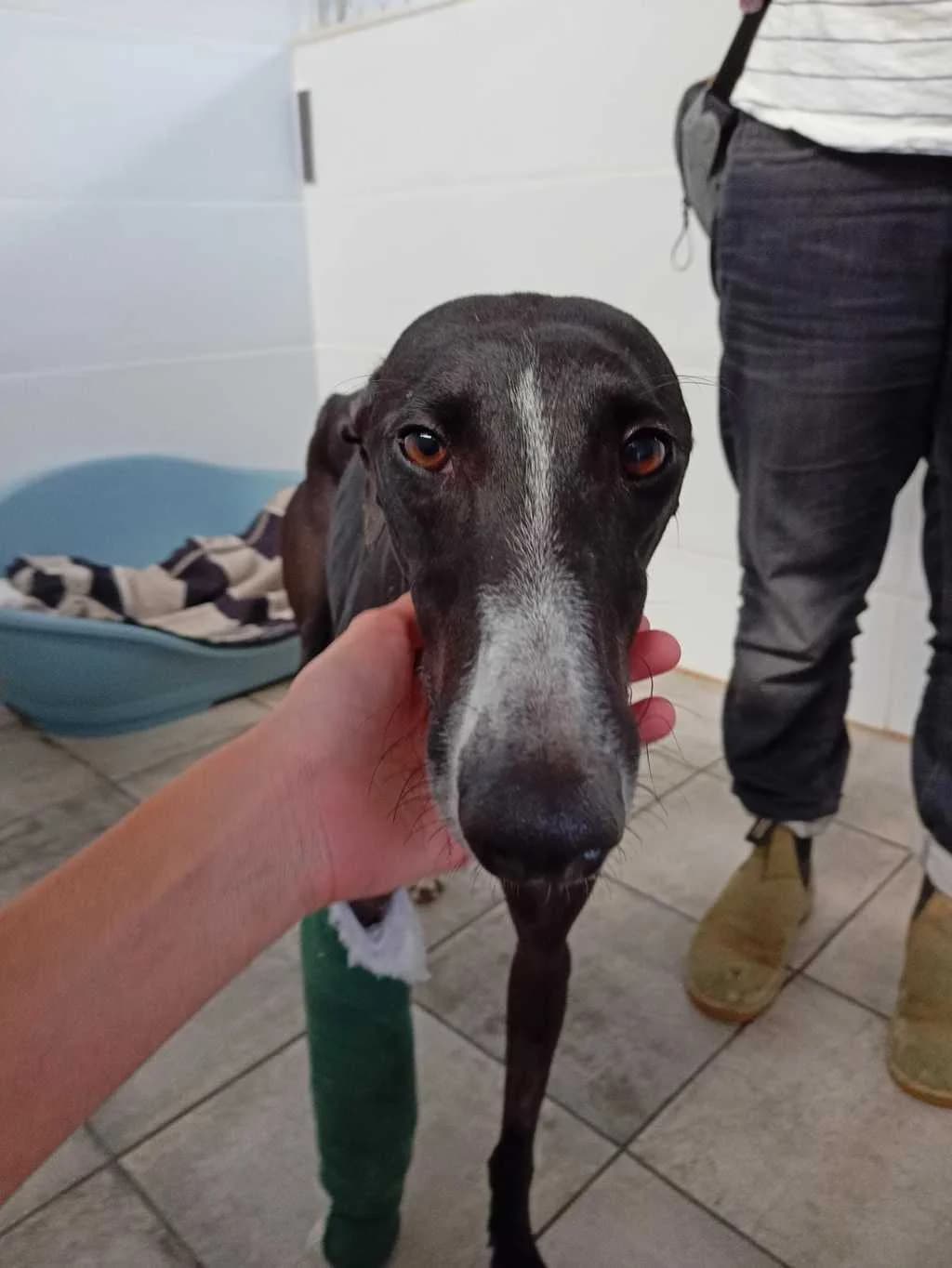 Amapola, Galgo Español (Galgos del Sur)