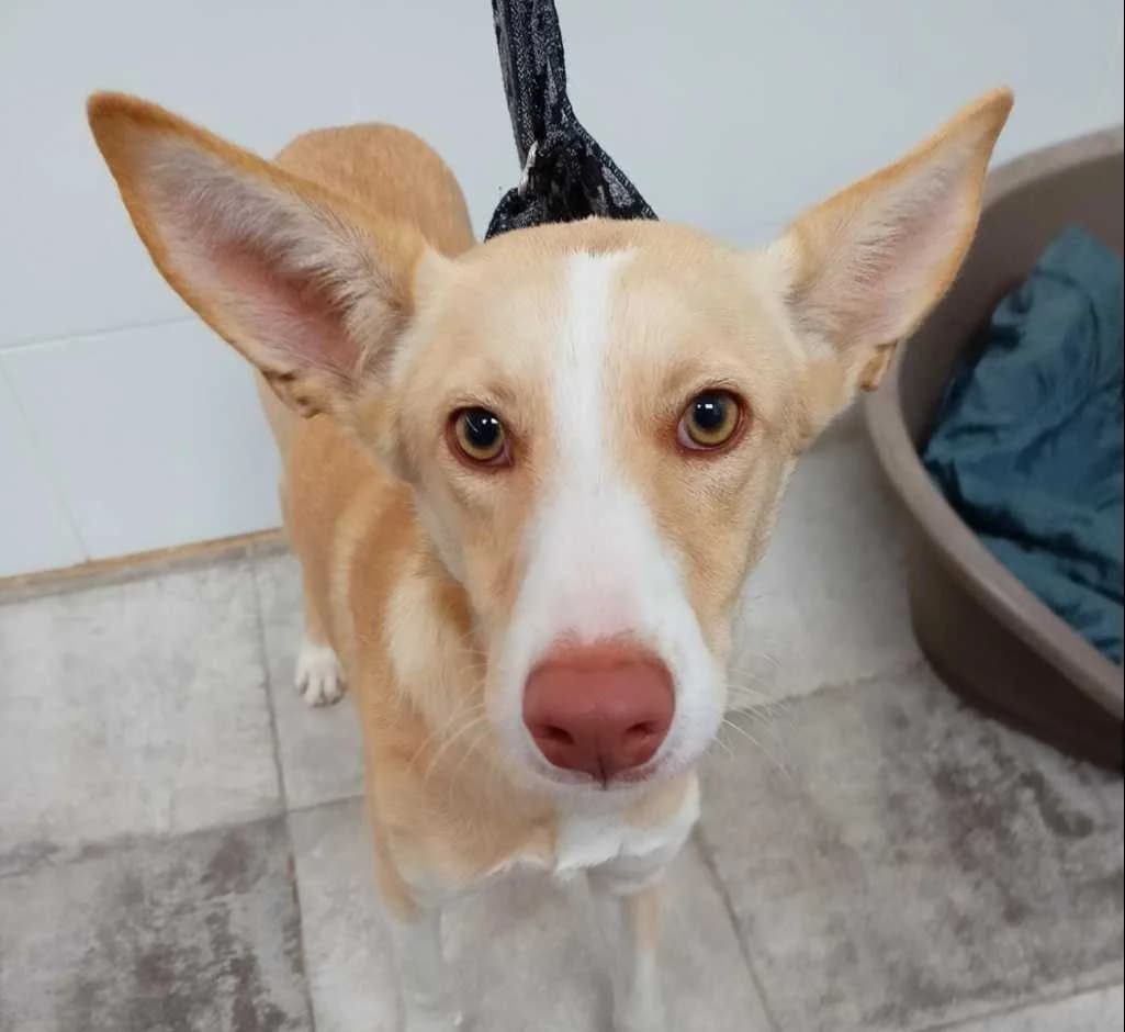 Jefferson, Galgo Español (Galgos del Sur)