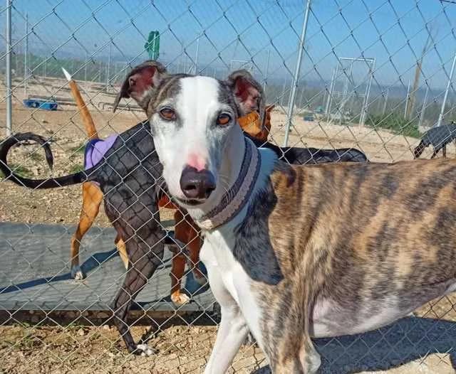 Seph, Galgo Español (Galgos del Sur)