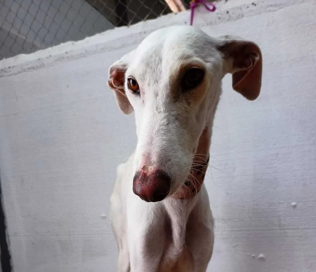 Wiston, Galgo Español (Galgos del Sur)