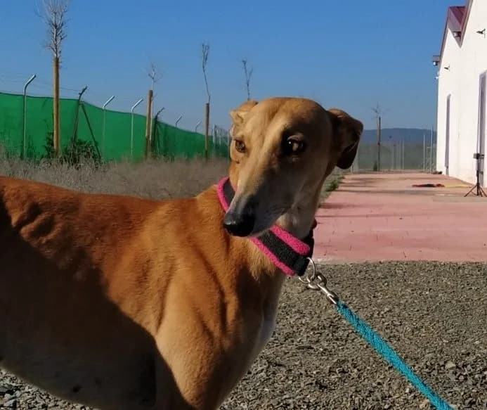 Ardell, Galgo Español (Galgos del Sur)