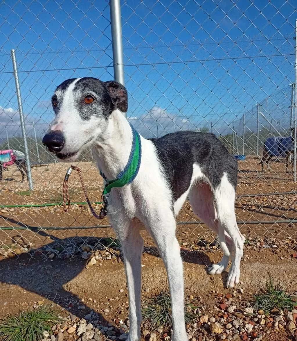Moiras, Galgo Español (Galgos del Sur)