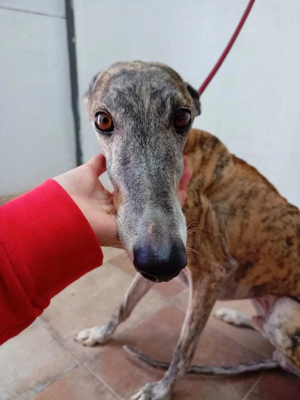 Piñón, Galgo Español (Galgos del Sur)
