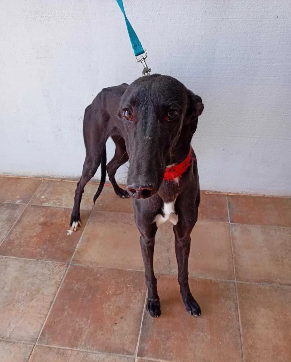 Seda, Galgo Español (Galgos del Sur)