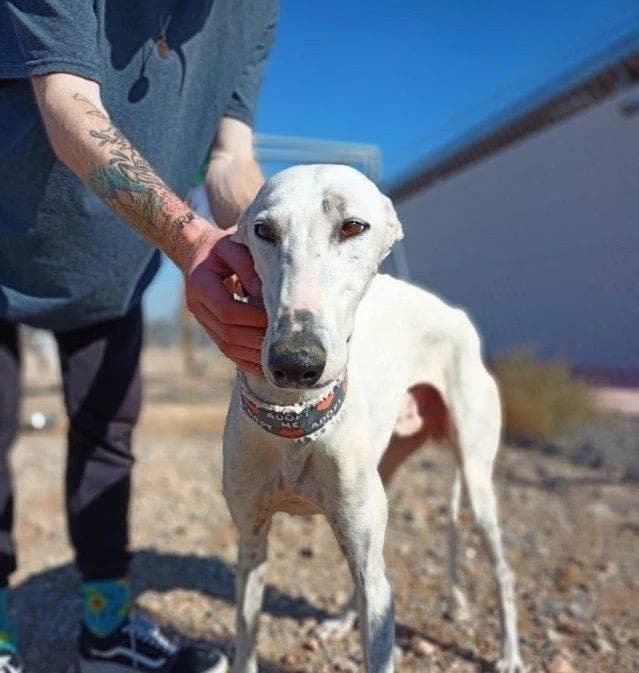 Poleo, Galgo Español (Galgos del Sur)